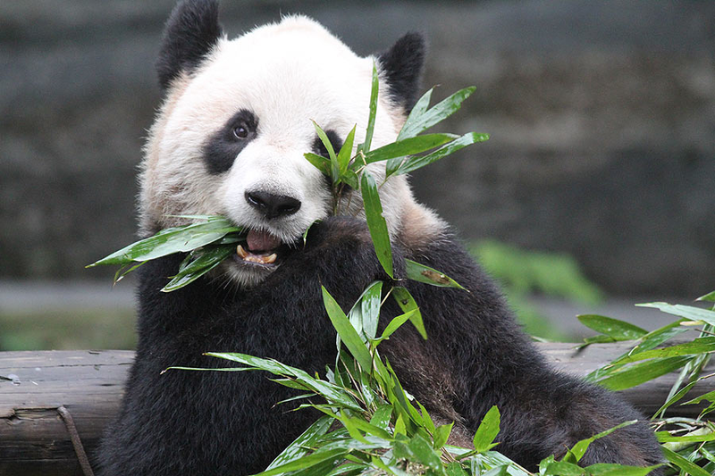 Illustration for article titled Pandas. I Just Want Pandas.
